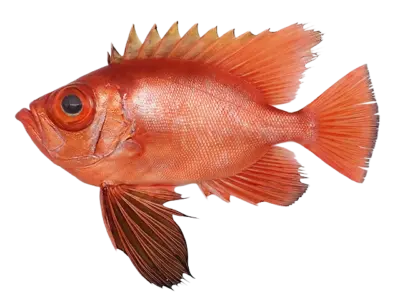Cookeolus japonicus