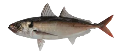 Decapterus macrosoma