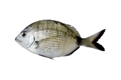 Diplodus sargus