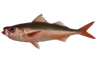 Erythrocles schlegelii