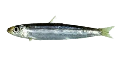 Etrumeus teres