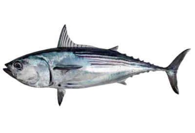 Euthynnus lineatus