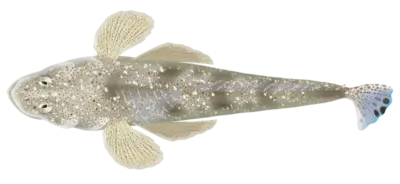 Flathead Platycephalus fuscus Cuvier