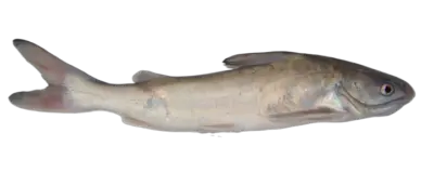 Genidens barbus