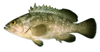Grouper Epinephelus marginatus