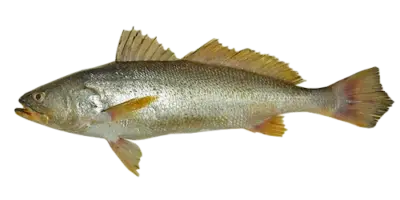 Gulf Corvina Cynoscion