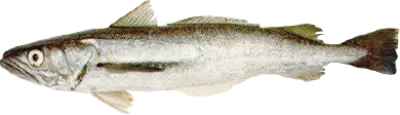 Hake 3
