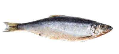 Herring clupea pallasii