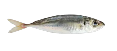 Horse Mackerel trachurus japonicus