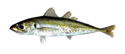 Jack Mackerel Trachurus symmetricus Mexico