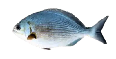 Kiphousus sp
