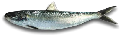 Lacha Sardinella aurita