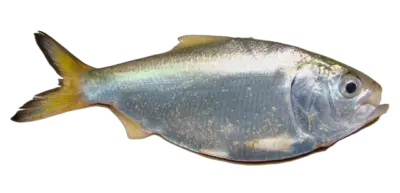 Lacha