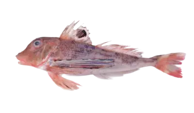 Lepidotrigla Spp