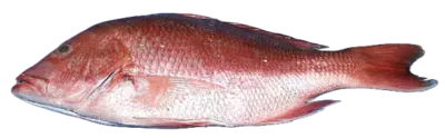 Lutjanus campechanus