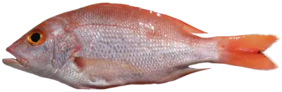 Lutjanus purpureus