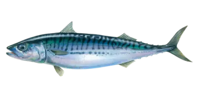 Mackerel Iceland