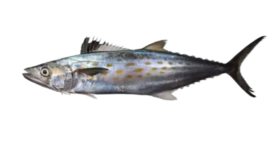 Mackerel Scomberomorus brasiliensis