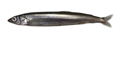 Mallotus villosus