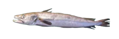 Merluccius merluccius