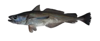 Merluccius productus Mexico