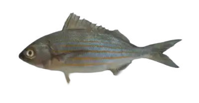 Microlepidotus inornatus Mexico