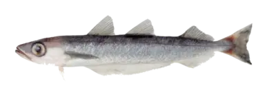 Micromesistius australis pallidus