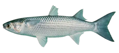 Mugil cephalus