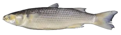 Mullet mugil liza