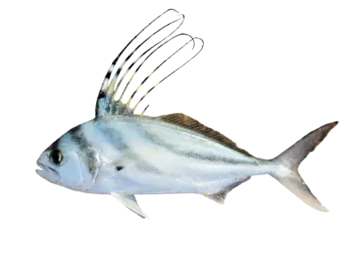 Nematistius pectoralis