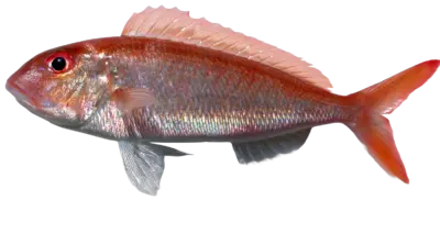 Nemipterus furcosus