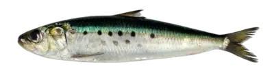 Pacific Sardine