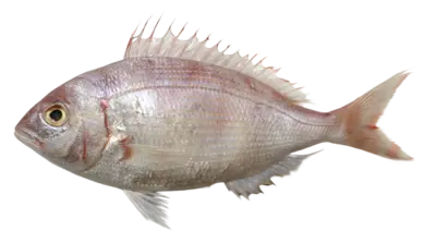 Pagellus affinis Oman