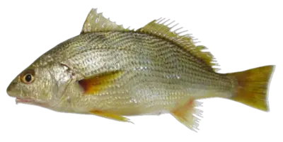 Pargo Umbrina canosai