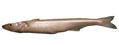 Pejerrey