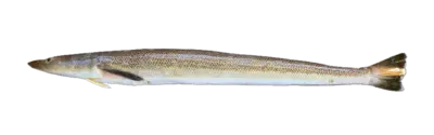 Percophis brasiliensis