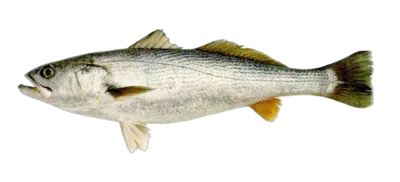 Pescadilla Cynoscion guatucupa