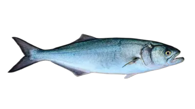 Pomatomus saltatrix