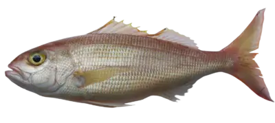 Pristipomoides filamentosus