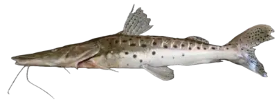 Pseudoplatystoma corruscans