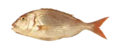 Red Snapper Ur Arg Braz