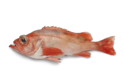 Redfish Norwary