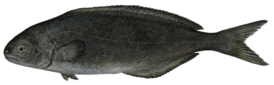 Rudder Barrel Fish