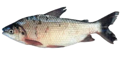 Sabalo Prochilodus lineatus