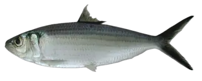 Sardinella eba