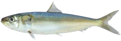 Sardinella Longiceps