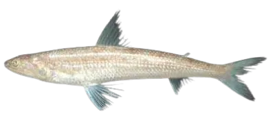 Saurida tumbil