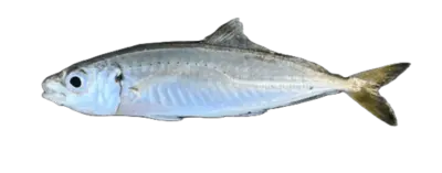 Scad Decapterus punctatus