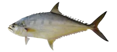 Scomberoides commersonnia