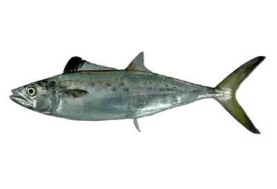 Scomberomorus brasiliensis